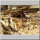 Coleocentrus excitator - Schlupfwespe 16 23mm-fdet03.jpg